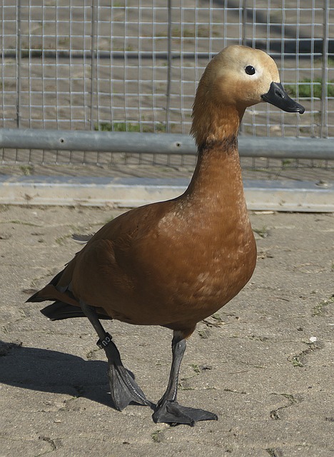 应对